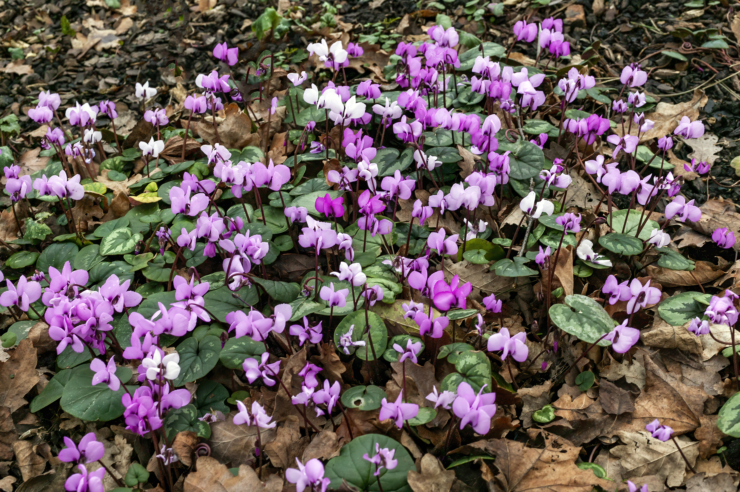 Das Bild zeigt Chrysanthemen. Dient als Menükachel zur Seite Blüten News.