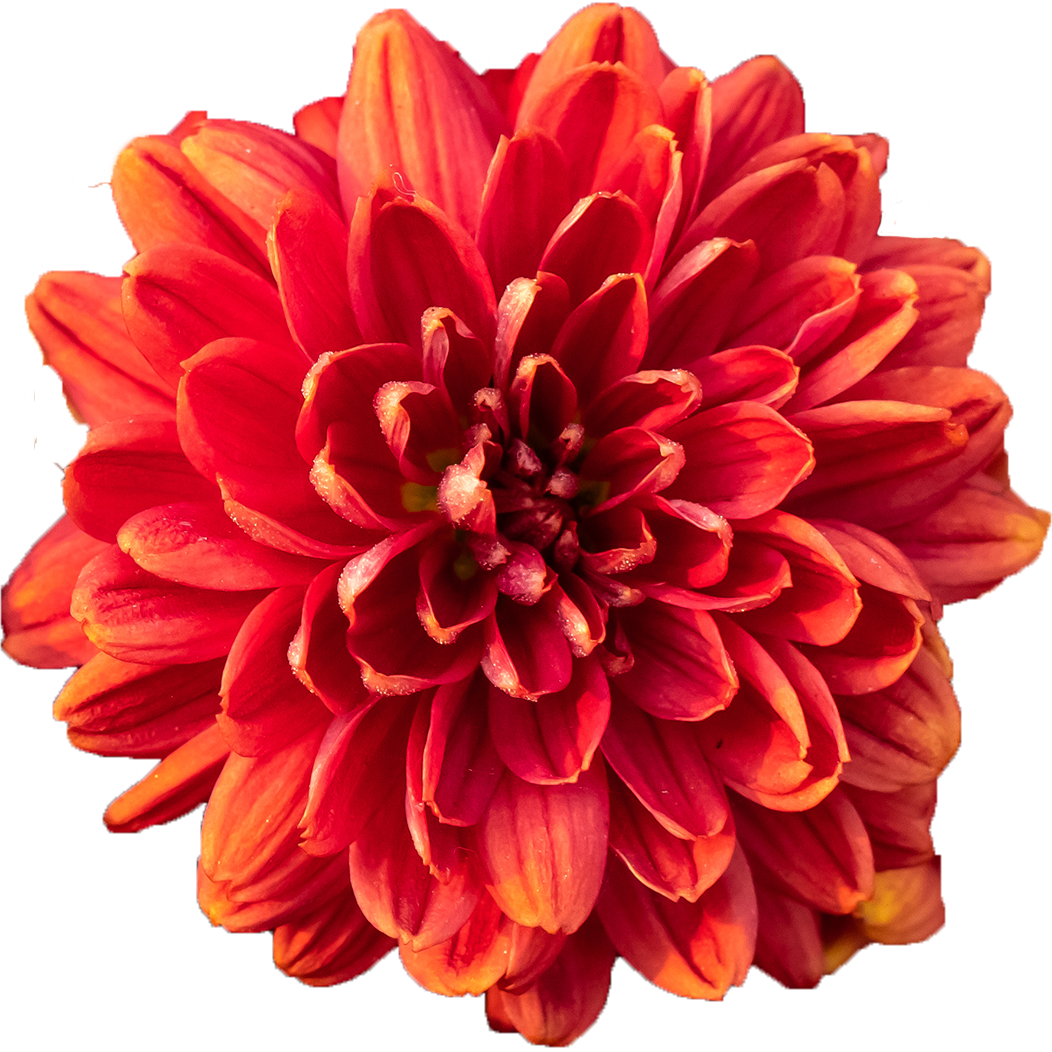 Eine freigestellte Chrysantheme