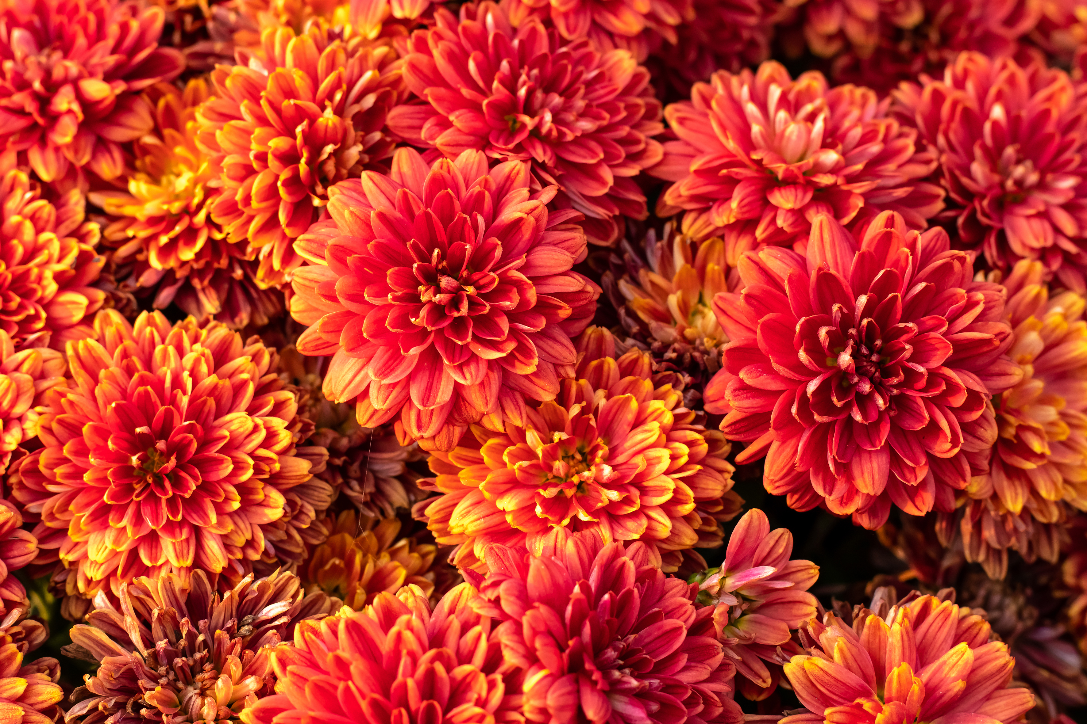 Das Bild zeigt Chrysanthemen. Dient als Menükachel zur Seite Freude schenken.