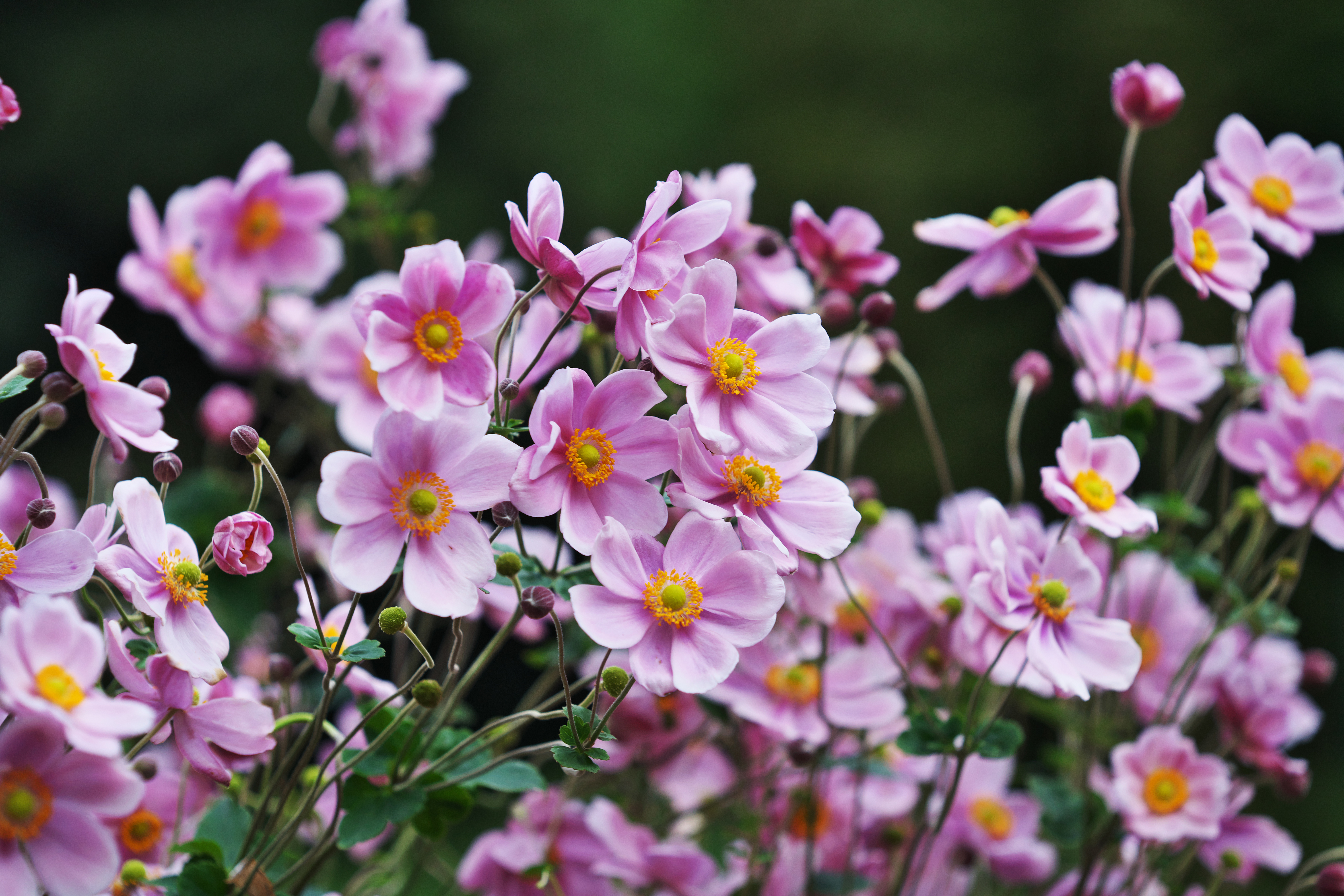 Das Bild zeigt rosa Herbstanemonen. Dient als Menükachel zur Seite Paulas Garden Entdecken.