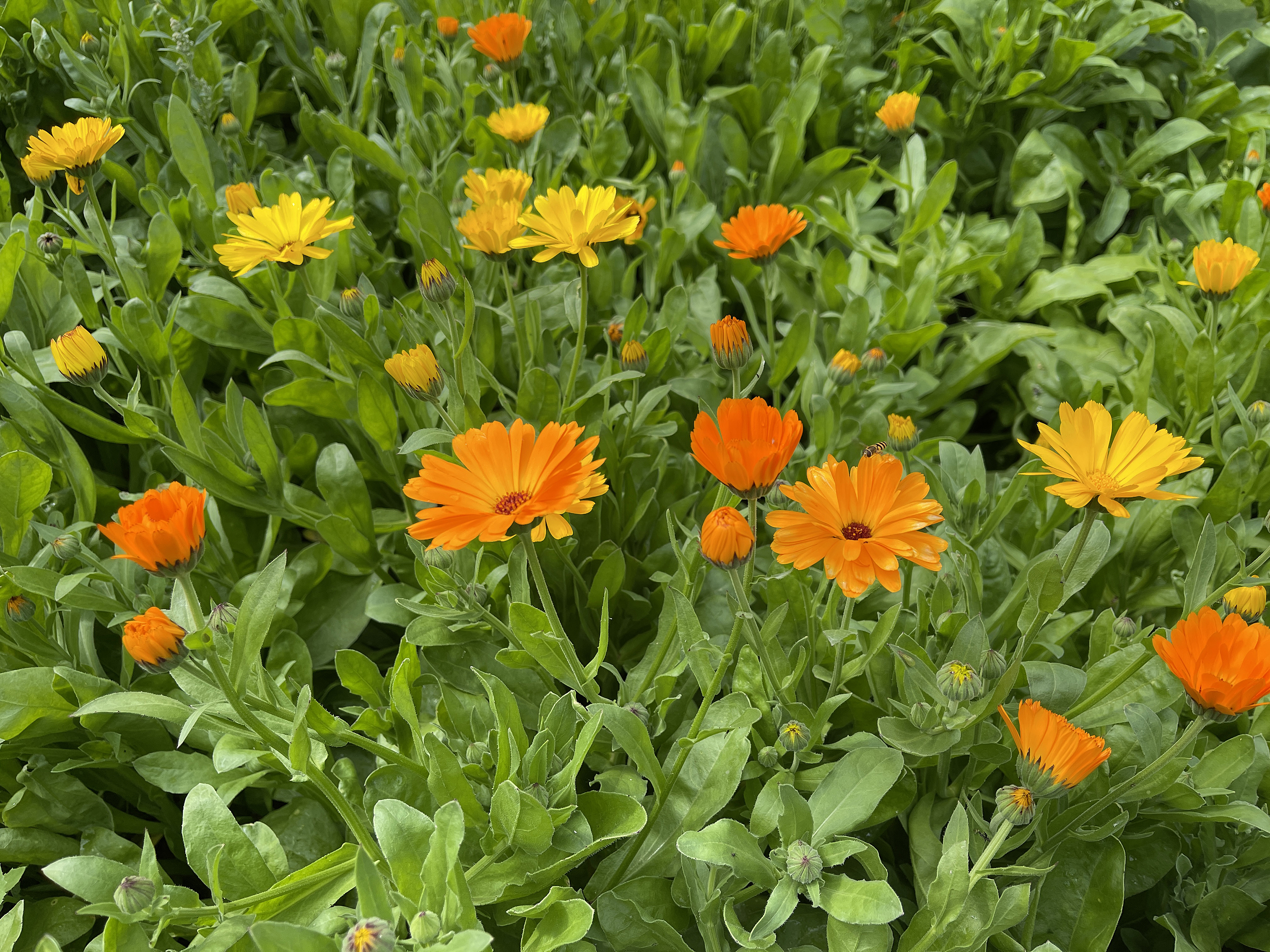 Ein Bild von bunten Herbstastern