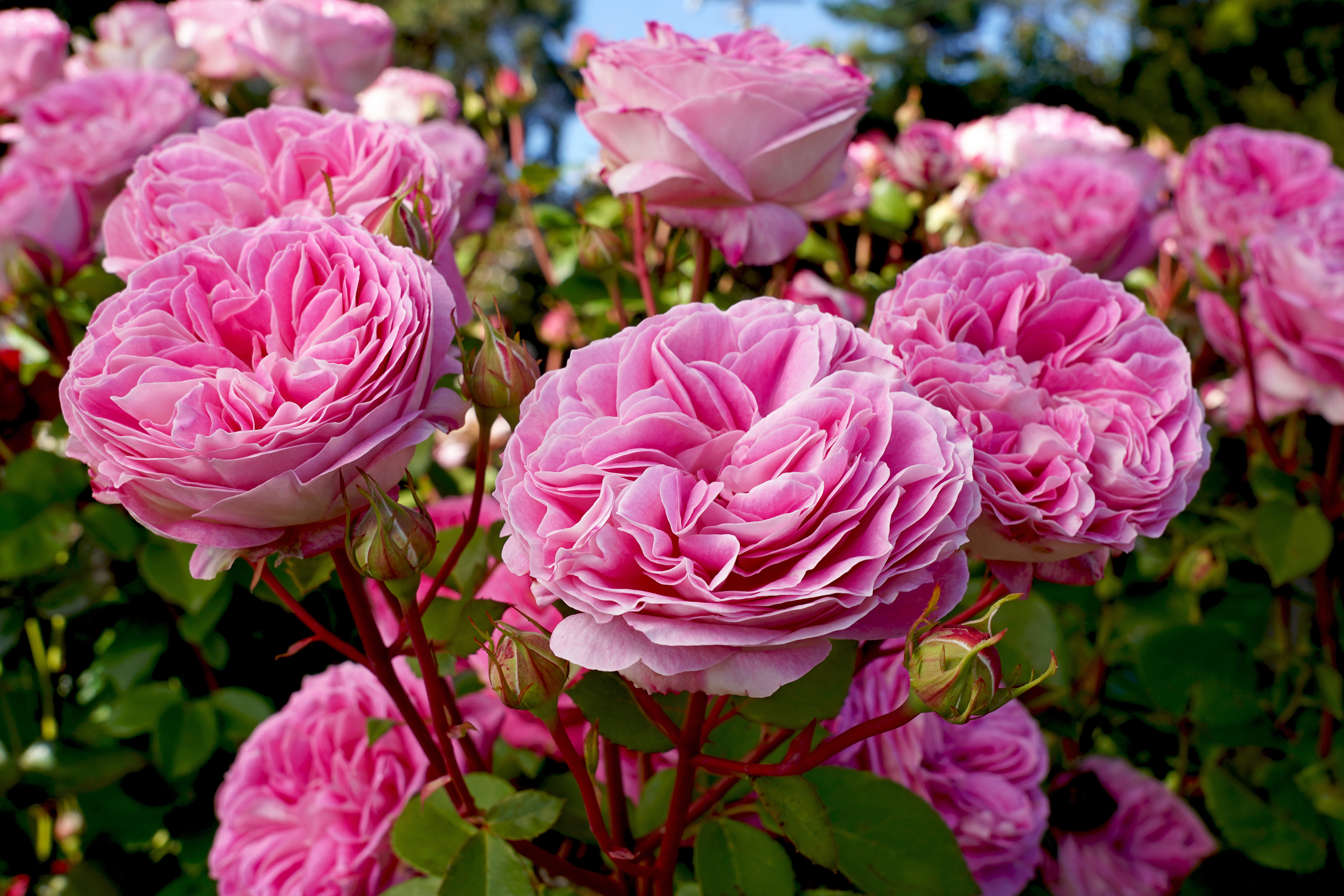 Das Bild zeigt Rosen. Dient als Menükachel zur Seite Paulas Garden Lovestory.