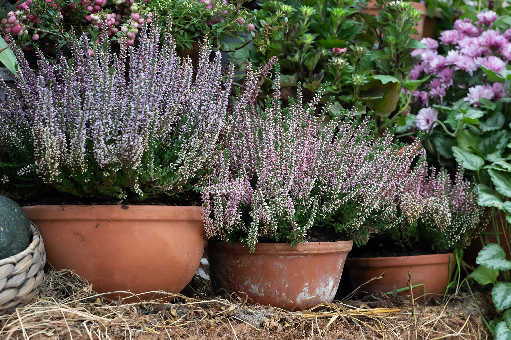 Ein Bild von bunten Herbstastern